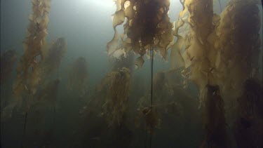 Bull Kelp