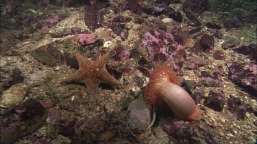 Hunting sea star. Seastar tries to hunt anemone. Anemone moves away. Sequence