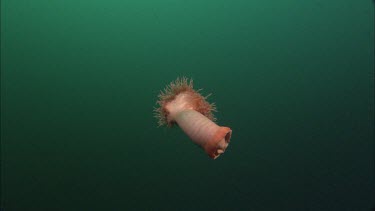 Anemone floating