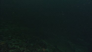 Anemone floating