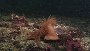 Hunting sea star. Seastar tries to hunt anemone. Anemone moves away. Sequence