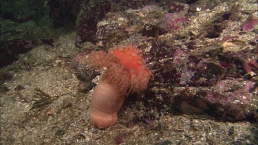 Anemone
