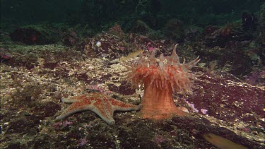 Hunting sea star. Seastar tries to hunt anemone. Anemone moves away. Sequence