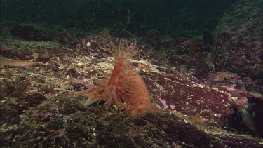 Hunting sea star. Seastar tries to hunt anemone. Anemone moves away. Sequence