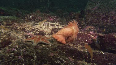 Hunting sea star. Seastar tries to hunt anemone. Anemone moves away. Sequence