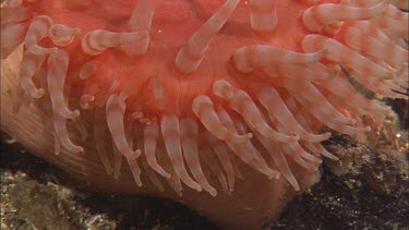 Hunting sea star. Seastar tries to hunt anemone. Anemone moves away. Sequence