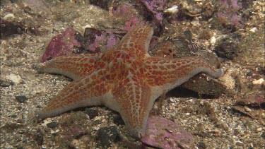 Hunting sea star. Seastar tries to hunt anemone. Anemone moves away. Sequence