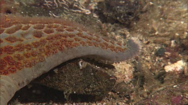 Hunting sea star. Seastar tries to hunt anemone. Anemone moves away. Sequence