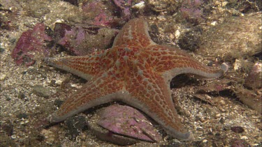 Hunting sea star. Seastar tries to hunt anemone. Anemone moves away. Sequence