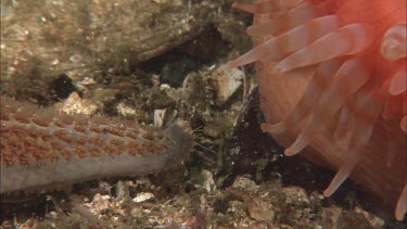 Hunting sea star. Seastar tries to hunt anemone. Anemone moves away. Sequence