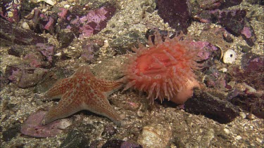 Hunting sea star. Seastar tries to hunt anemone. Anemone moves away. Sequence