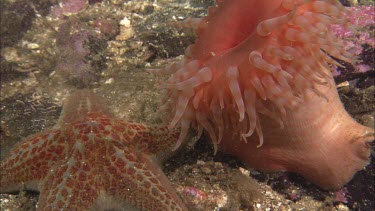 Hunting sea star. Seastar tries to hunt anemone. Anemone moves away. Sequence