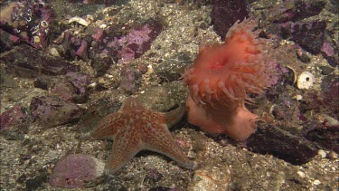 Hunting sea star. Seastar tries to hunt anemone. Anemone moves away. Sequence