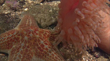 Hunting sea star. Seastar tries to hunt anemone. Anemone moves away. Sequence