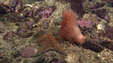 Hunting sea star. Seastar tries to hunt anemone. Anemone moves away. Sequence