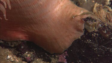 Hunting sea star. Seastar tries to hunt anemone. Anemone moves away. Sequence