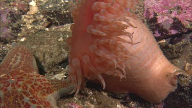 Hunting sea star. Seastar tries to hunt anemone. Anemone moves away. Sequence