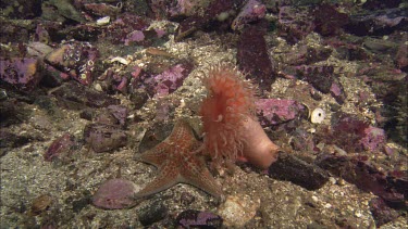 Hunting sea star. Seastar tries to hunt anemone. Anemone moves away. Sequence