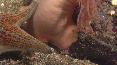 Hunting sea star. Seastar tries to hunt anemone. Anemone moves away. Sequence