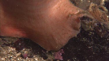 Hunting sea star. Seastar tries to hunt anemone. Anemone moves away. Sequence