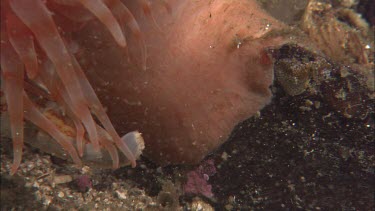 Hunting sea star. Seastar tries to hunt anemone. Anemone moves away. Sequence