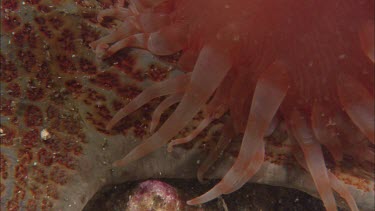 Hunting sea star. Seastar tries to hunt anemone. Anemone moves away. Sequence