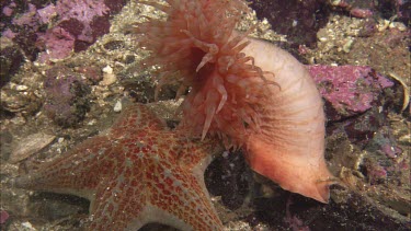 Hunting sea star. Seastar tries to hunt anemone. Anemone moves away. Sequence