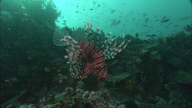 Lion Fish