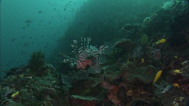 Lion Fish