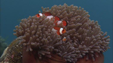 False Clownfish