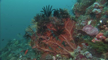 CM0042-HHOL-0054293 Feather Star with Coral and Fish