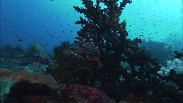 Lion Fish with Coral and Fish