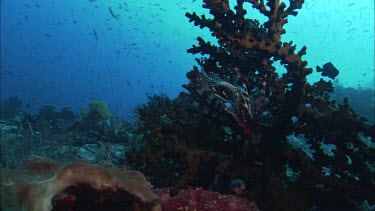 Lion Fish with Coral and Fish