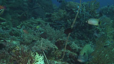 Coral and Fish