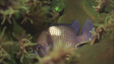 Coral and Fish