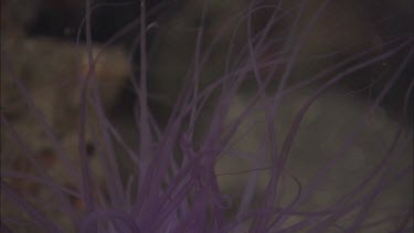 Purple Anemone