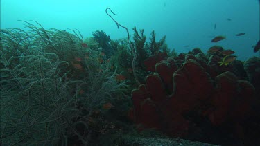 Coral and Fish