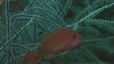 Coral and Fish