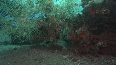 Coral and Fish