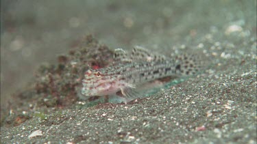 Goby