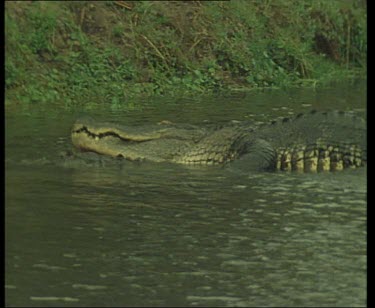 Pair of Nile Crocodiles, courtship and mating in river.