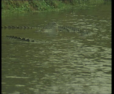Pair of Nile Crocodiles, courtship in river.