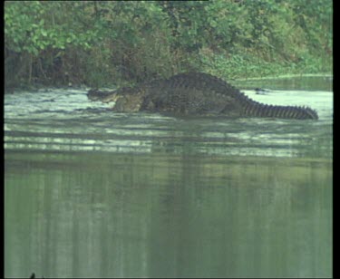 Pair of Nile Crocodiles mating in river. The male completely submerges the female.