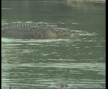 Pair of Nile Crocodiles mating in river. The male completely submerges the female.