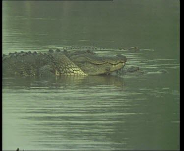 Pair of Nile Crocodiles mating in river.