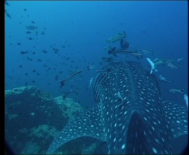 Whale Sharks accompanied by group of Remora.
