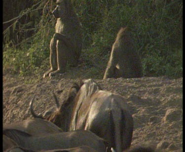 wildebeest in foreground, baboons sitting is sunlight shadow