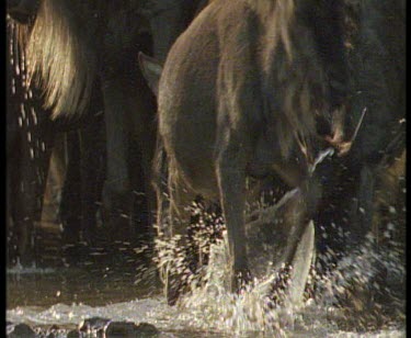 Nile crocodile grabbing wildebeest calf and dragging it in river