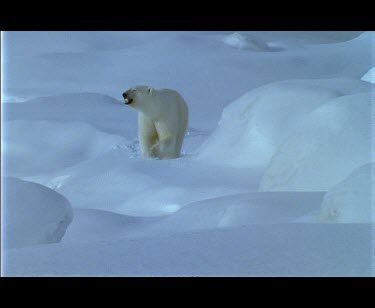 Large male polar bear walking amongst snow covered boulders