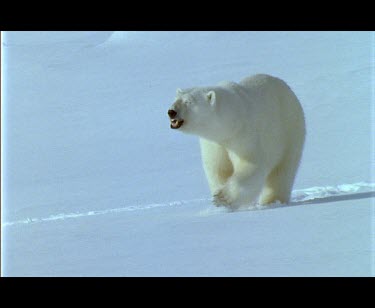 Large male polar bear walking in snow